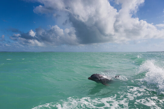 A bottlenose dolphin rides the wake of a boat in Florida Bay within Everglades National Park, Florida.