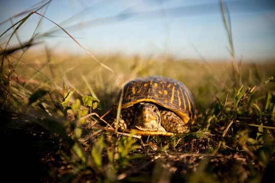 With just a little looking, visitors can find box turtles meandering along the trails of Tallgrass Prairie National Preserve in Kansas.