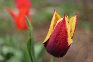Spring beautiful flowers tulips close-up.
