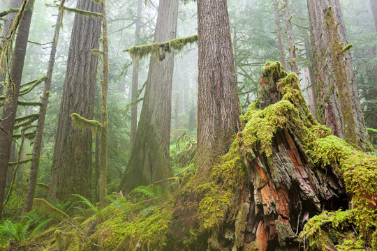 Morning mist envelopes an old growth stand of Western redcedar (Thuja plicata) and coast Douglas-fir (Pseudotsuga menziesii) along Cascade River Road, Mount Baker-Snoqualmie National Forest, Washington.