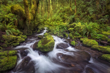 Cascades through mossy green foliage in Oregon's Columbia Gorge.