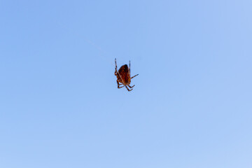 A tick crawls on a yellow table