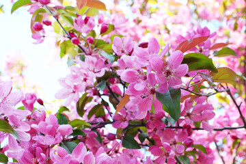 Beautiful pink flowers of crab apple tree. Beautiful blooming spring tree