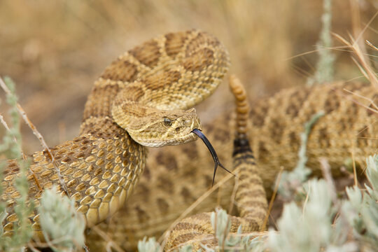 A prairie rattlesnake (crotalus viridis) is coiled and ready to strike in self-defense.