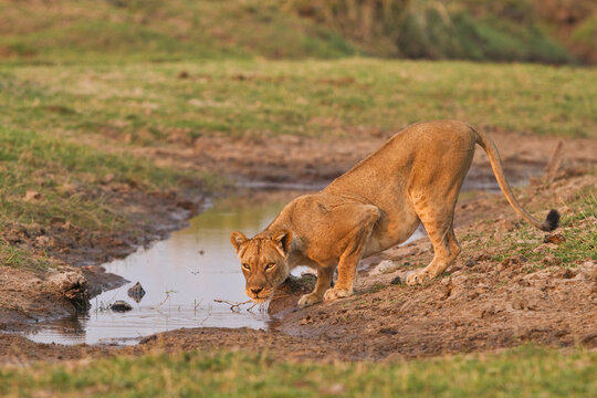 A lioness drinks water at a water hole in Mana Pools National Park, Zimbabwe.