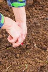 A young female gardener plants seeds in a greenhouse in the spring