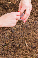 A young female gardener plants seeds in a greenhouse in the spring