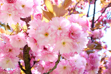 Spring blooming sakura tree with beautiful pink flowers. Japanese cherry 