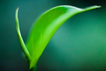 A green leaf shines close captured with a macro lens.