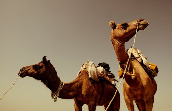 Two camels used for carrying tourists into the desert in Rajasthan, India.