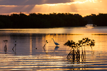A heron forages for fish along a mangrove flat in Florida Bay within Everglades National Park, Florida.