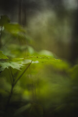 water drops on the leaves