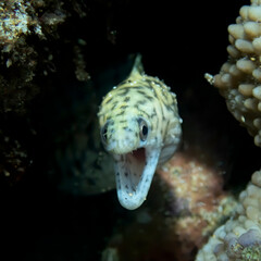 Close Up Face First Moray Eel with Mouth Open Underwater - 432035189