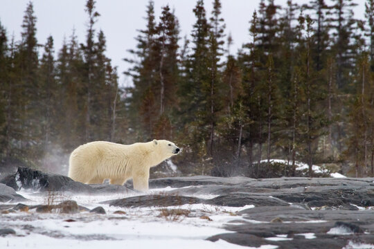 A polar bear navigates a maze of rocks and boulders in Churchill, Manitoba, Canada.