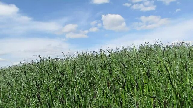  A hill with green grass merges with the sky
