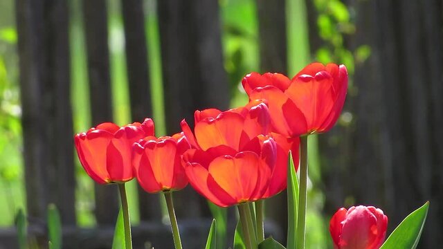 Red tulips blowing the wind close up