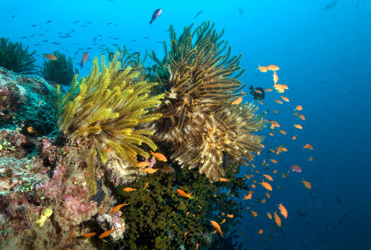 Anthias surround crinoids on the reef in Fiji.