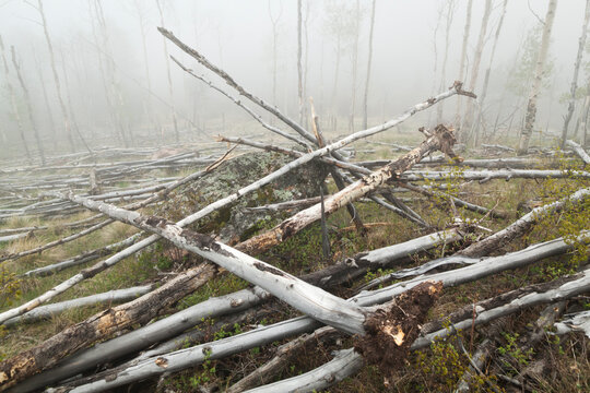 Piles of fallen aspen (Populus tremuloides) trees, Lost Creek Wilderness, Colorado.