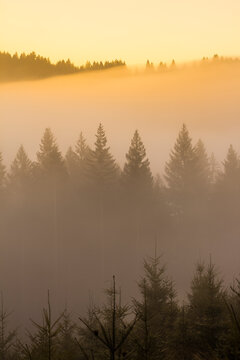 The sun rises on a foggy morning in the Oregon Cascades.