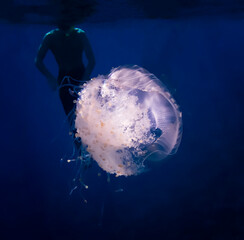 Glowing White Crown Jellyfish in Dark Blue Water with Snorkeler Silhouette - 432035302