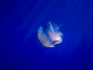 Crown Jellyfish Glowing in Blue Water and Light Rays - 432035311