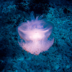 Crown Jellyfish Glowing White in Blue Ocean Water - 432035334