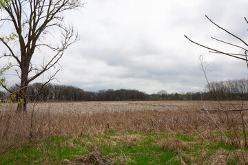 Fototapeta na wymiar View of a marsh in the winter