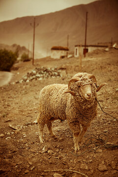 A ram tied to a post outside a home near the village of Alchi in Ladakh, India