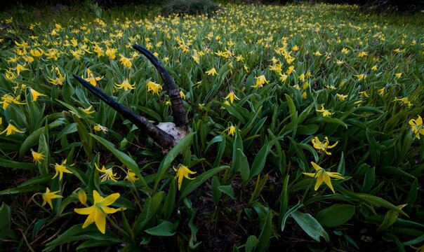 Final resting place of a Mountain Goat in Glacier Lilies; Glacier-Waterton International Peace Park, Montana