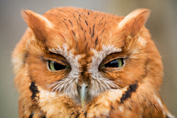 A close up portrait of an Eastern screech owl taken on Seven Islands Wildlife Refuge in East Tennessee.