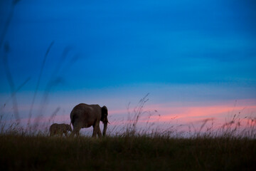Elephants, Maasai Mara National Preserve, Kenya