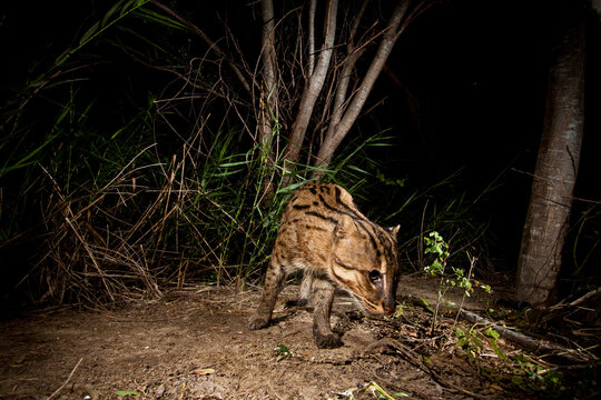 Rip Ear, a wild male fishing cat (Prion Ailurus viverrinus), triggers a camera trap hidden on a fish farm in Sam Roi Yod, Thailand.
