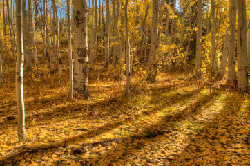 Rays of sunlight shine down through an aspen grove on Lime Creek Road near Durango, Colorado