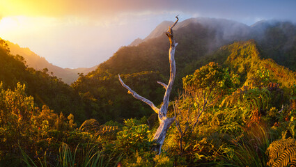 View at sunset of the Na Pali Coast's dramatically eroded Kalalau Valley from the Pihea Trail, Kokee State Park, Kauai, Hawaii.