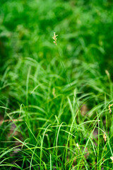 Flowers on the stem of a grass plant in detail with thin leaves.