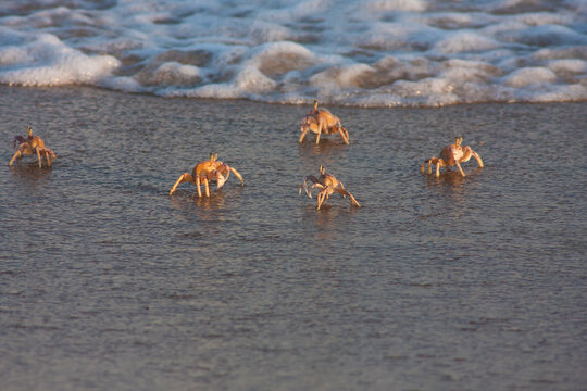 Ghost crabs tiptoe at the edge of the surf on the beach at Xai-Xai in Mozambique.