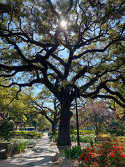 Sun beams come through a beautiful tree in one of Savannah's downtown parks.