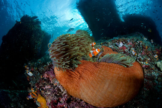 A group of false clownfish swim in their host anemone in Raja Ampat.