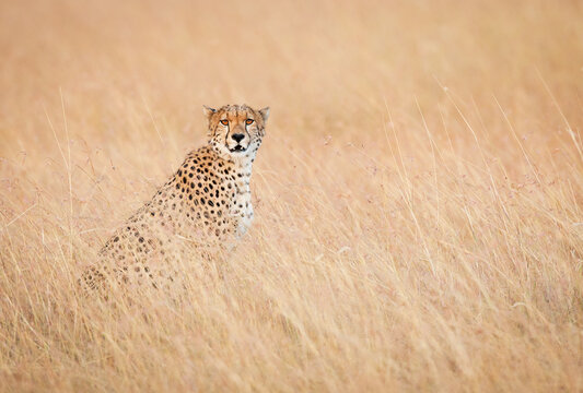A cheetah's intense stare is captured in the Masai Mara, Kenya.