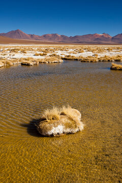 The Salar de Chalviri has wet and dry areas where clump grasses grow in Andean Puna regions in the Sud Lipez region of Potosi in southwestern Bolivia.