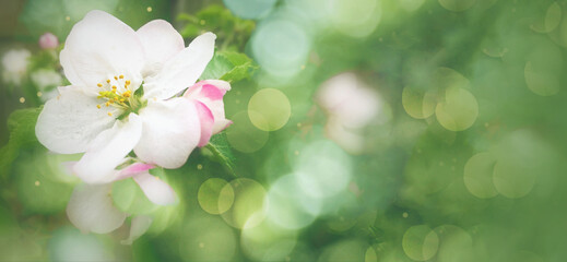 Spring Flower White and Pink Apple Blossom Bloom Close Up Green Bokeh Lights Backgroxund Texture Wallpaper, Horizontal, Copy Space