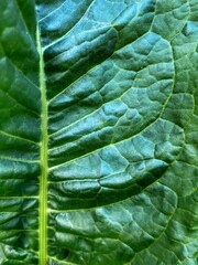 Macro photography of the green textured leaf. Vertical photography with copy space. Natural background,good for digital design.