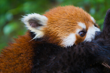 Red Panda