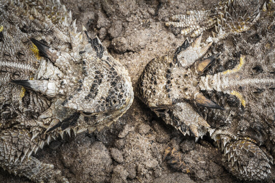 Horned lizards look at each other face to face in Texas.