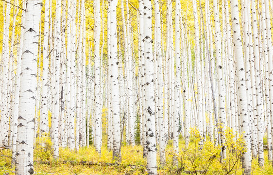 A thick aspen grove near Aspen Colorado during the autumn season.