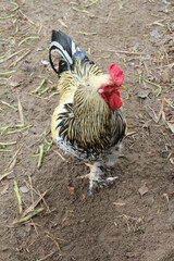big farm rooster 