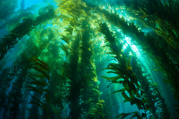 The Underwater Kelp Forests Off