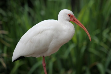 white bird at the lake
