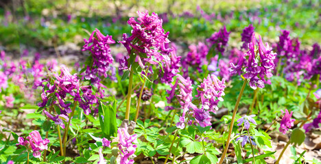 Flowers of purple and pink color in the forest among the greenery and grass. Natural landscape. banner.