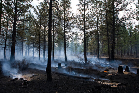 A forest smolders after a fire in Oregon where fire protection crews started a prescribed burn to get rid of tinder that would engulf this forest that has not burned in decades.